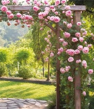 Pink Rose Arbor Garden Blank