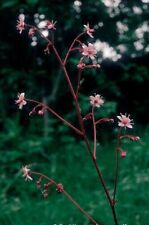Saxifraga (London Pride Group) 'Miss Chambers' 9cm pot- Lot of 3 plants