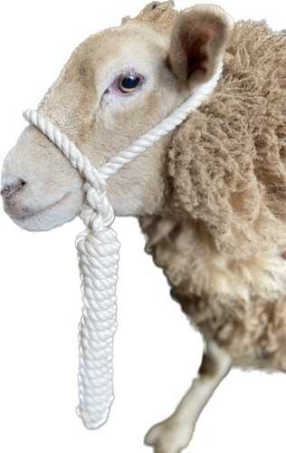 Sheep cotton rope - sheep, white