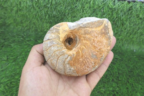 Cretaceous nautilus ammonite - cretaceous,