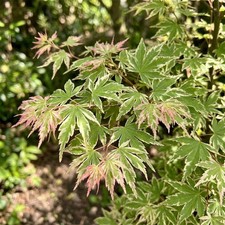 Acer Iyoshi Japanese Maple 9cm