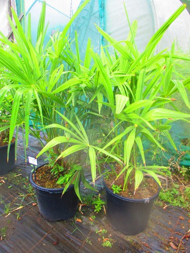 4ft inc pot hardy palm - inc.,