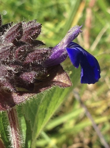 Salvia clinopodioides rare - clinopodioides,,