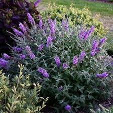 2 Buddleja Butterfly Bush