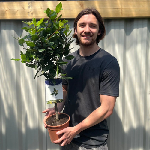 Standard bay tree laurus - bay,