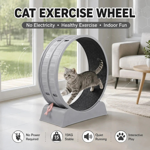 Cat exercise wheel - cat,