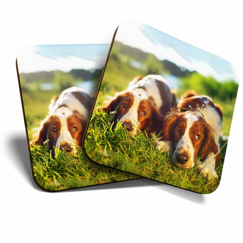 Coasters welsh springer - 2, x