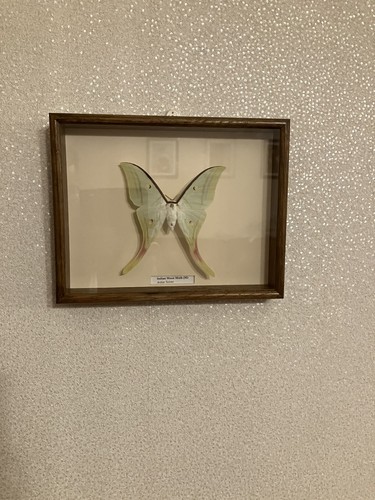 Stunning indian moon moth - moth, in