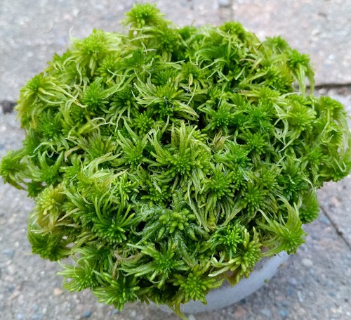 Live sphagnum moss - sphagnum, green