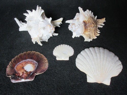 Collection shells 2 - collection, of