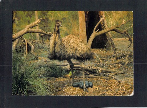 P1161mjl australia birds - australia,