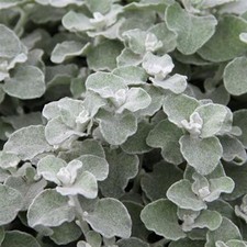 Helichrysum Trailing Silver