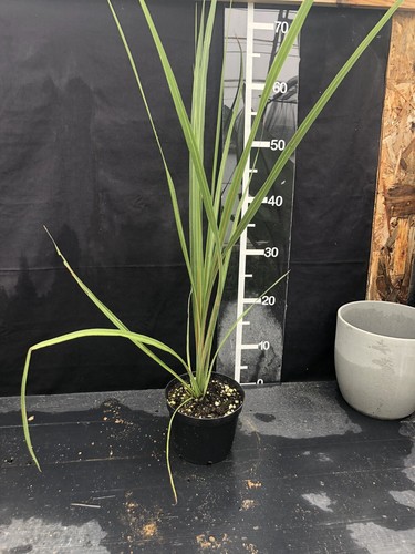 Cordyline australis cabbage - cordyline,