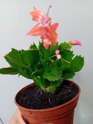 Peach christmas cactus - peach,
