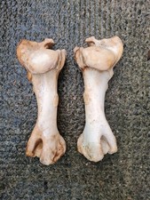 Pair of Cow Leg Real Bones