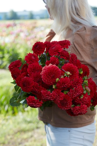 Dahlia tuber red - red, deep
