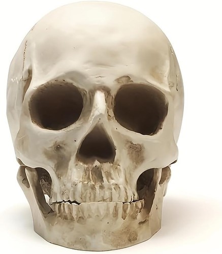Lifesize human skull - 1:1,
