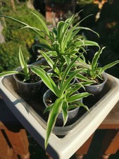 Spider Plants (variegated) In 6cm Plastic Nursery Pots With Compost And Perlite