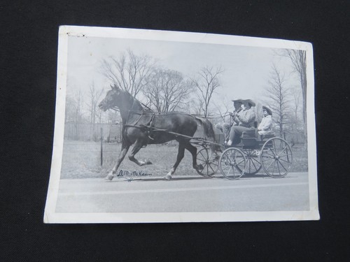 Horse drawn wagon - horse,