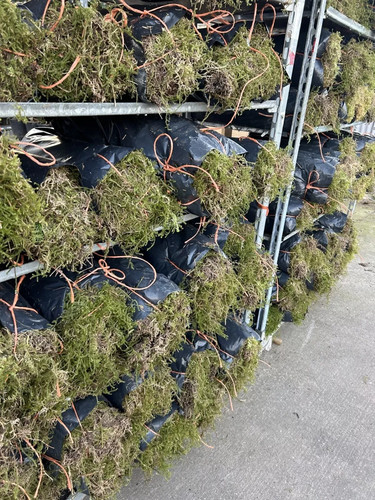 Fresh welsh sphagnum moss - welsh,