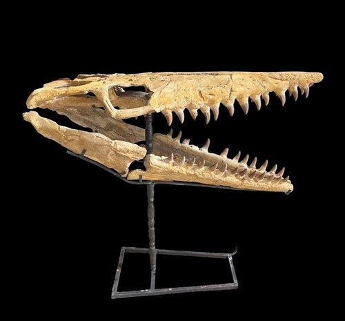 Great natural mosasaur skull