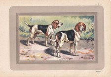 1931 BEAGLE DOG Print -