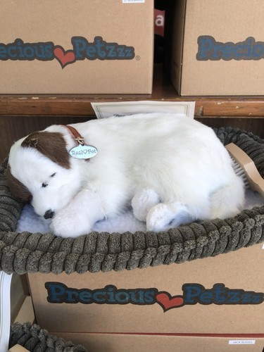 Precious petzzz jack russel - -,