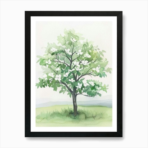 Dogwood tree atmospheric - tree,