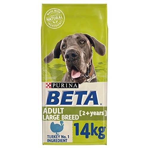 Beta large breed - beta, dog