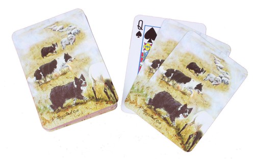 New welsh sheepdog playing - sheepdog,
