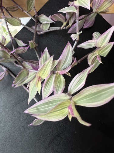 Rooted callisia repens - 3,