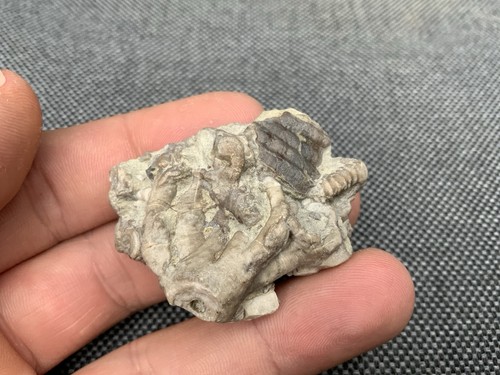 Rare specimen british - specimen,