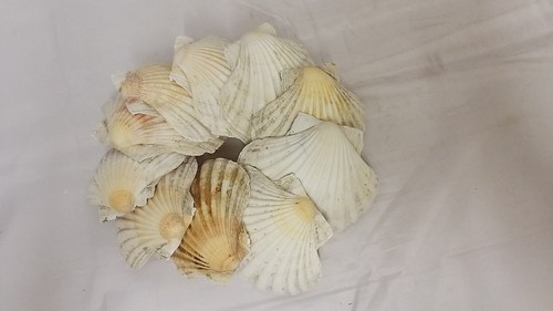 Large clean cornish - clean,