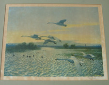 1958 Sir Peter Scott Signed