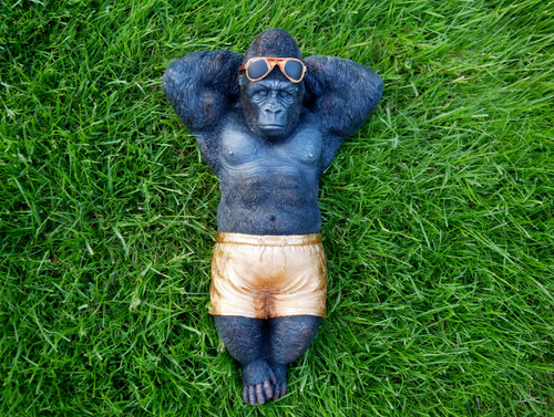 Funny laying chilling gorilla - funny,