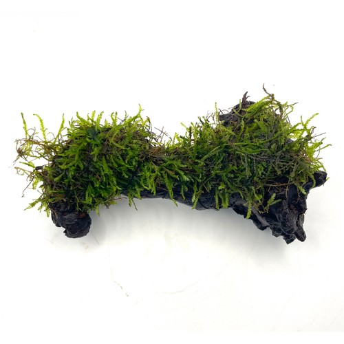 Java moss bogwood 20cm - moss,