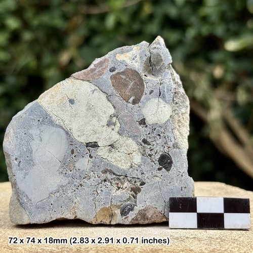 Polished fossil slab - polished,