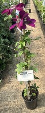 Clematis 'Westerplatte'