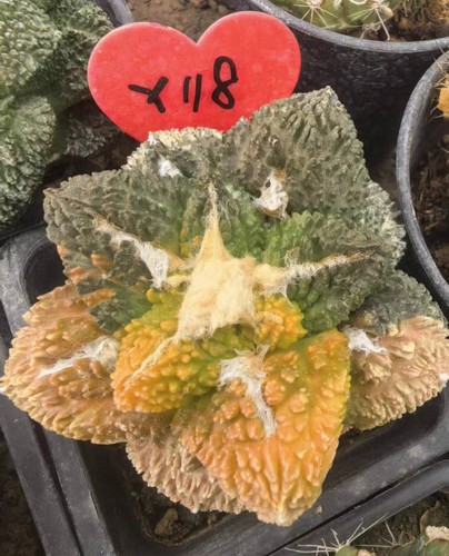 Live house plant ariocarpus - live,