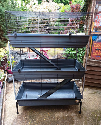 Tier rabbit guinea - tier, /