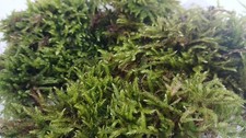Live hypnum moss - hypnum, carpetting