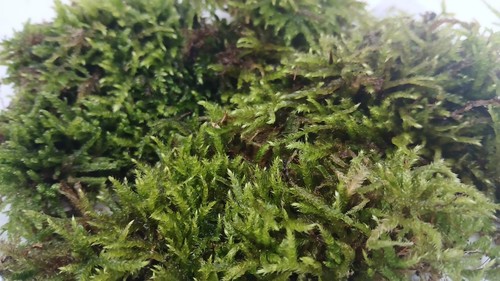 Live hypnum moss carpetting - hypnum,