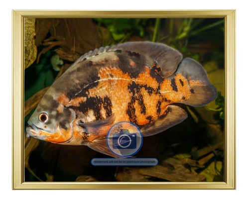 Oscar fish karlsruhe zoo - oscar,