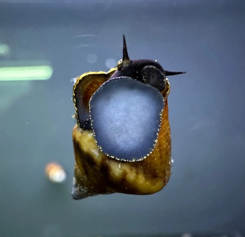 Triangle rabbit snails - triangle,