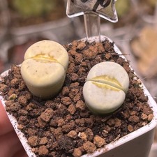 Exact Plant，2pcs C349A