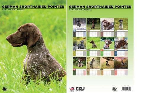 German shorthaired pointer - german,