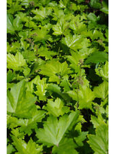 Heuchera villosa 9cm pot