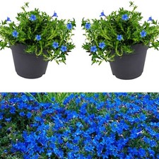 Lithodora Blue - 2  Plants - Outdoor Flowering Plant -  Star Plant in 13cm  pot
