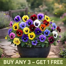 Pansy Tempo – 150 Seeds -