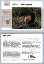Rock Python #12.11 - Reptiles
